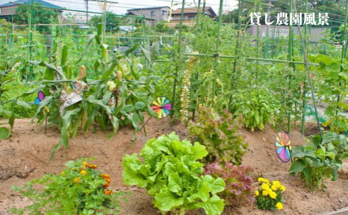 下田ビレッジ農園1年ご利用券 体験チケット チケット 