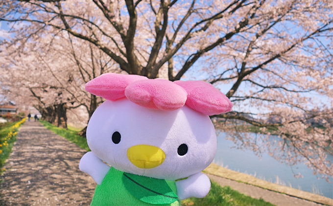大河原町観光PRキャラクター「さくらっきー」ぬいぐるみ20cm