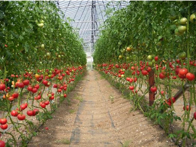 【煙樹の松野菜ブランド】
松とまと（アイコ）松きゅうりセット 2025年11月中旬～2026年6月上旬頃に順次発送予定