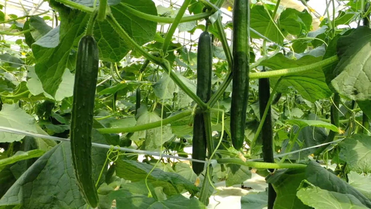 【煙樹の松野菜ブランド】
松とまと（アイコ）松きゅうりセット 2025年11月中旬～2026年6月上旬頃に順次発送予定