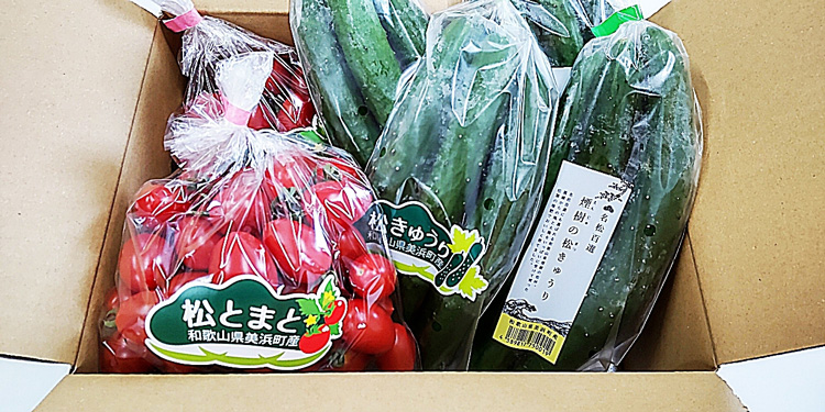 【煙樹の松野菜ブランド】
松とまと（アイコ）松きゅうりセット 2025年11月中旬～2026年6月上旬頃に順次発送予定