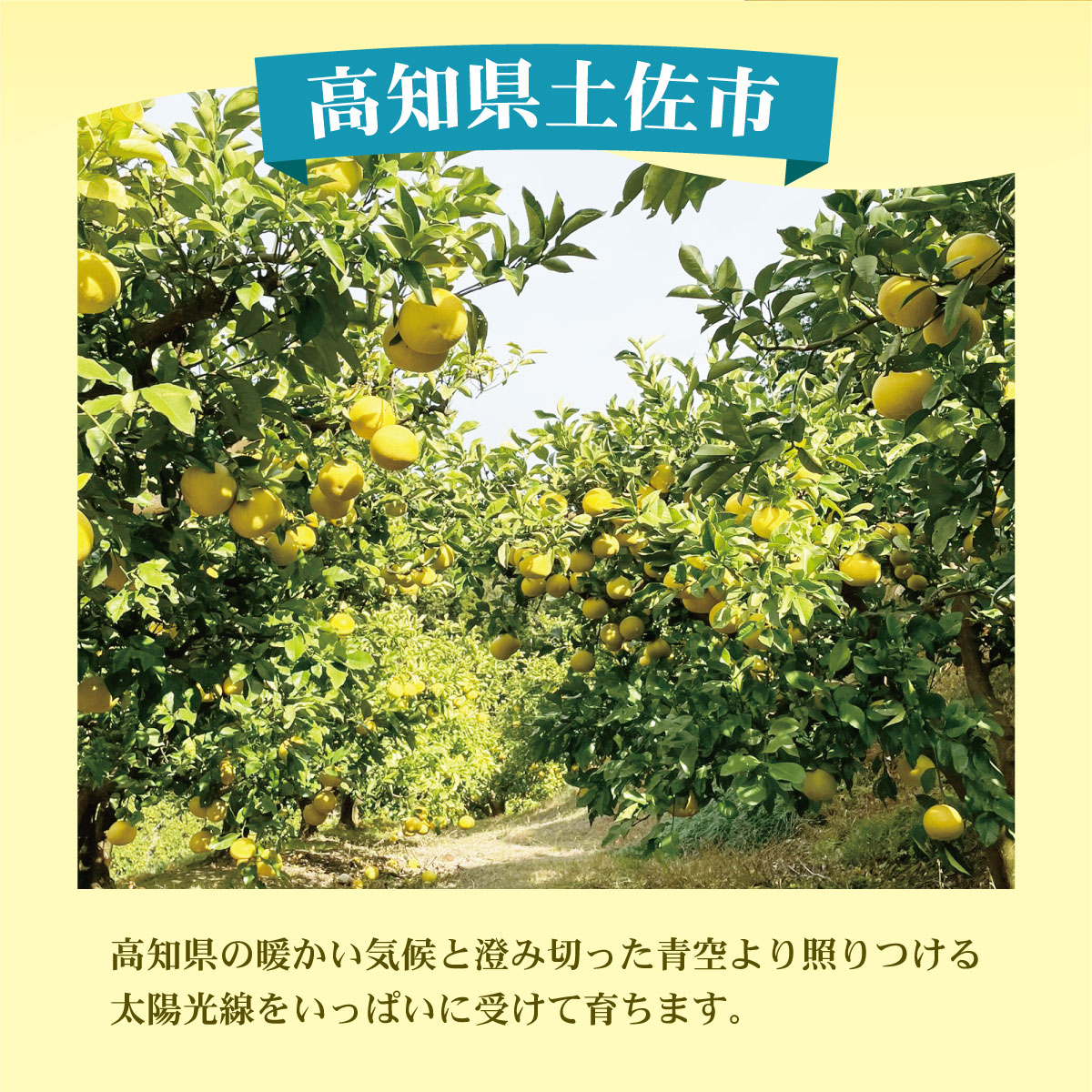 土佐文旦（ぶんたん）（大玉：2L～5L混合）約10kg【株式
