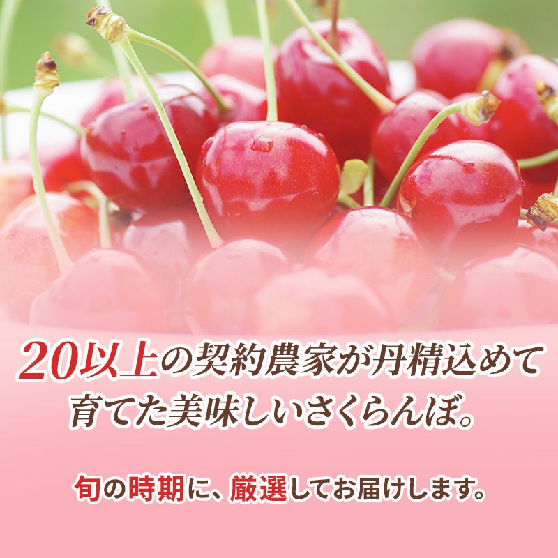 北海道仁木町のふるさと納税 先行受付 北海道 仁木町産 さくらんぼ 佐藤錦 600g (300g×2パック) Lサイズ以上  旬 桜桃 産地直送 サクランボ チェリー フルーツ 果物 果物類 仁木町 仁木 [松山商店]