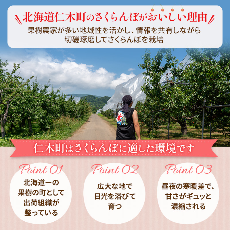 北海道仁木町のふるさと納税 先行受付 さくらんぼ 佐藤錦 800g（200g×4）M-Lサイズ混合  サクランボ チェリー フルーツ 果物 果物類  北海道 仁木町 仁木 [大塚農園]