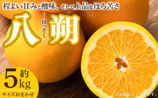 �y�a�̎R���L�c�S���󒬁zV7405_����(�͂�����)[��5kg]�a�̎R���L�c�Y �t�݂���(�ʎ��T�C�Y���܂���) �t���k �I�ɍ��������q��{��