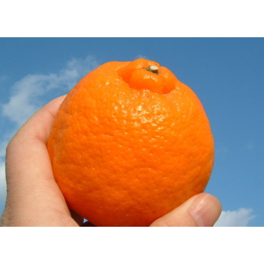 �y�a�̎R���L�c�S���󒬁zV7406_�|���J��[��8kg]�a�̎R���L�c�Y �t�݂��� (�ʎ��T�C�Y���܂���) �t�݂��� �I�ɍ��������q��{��