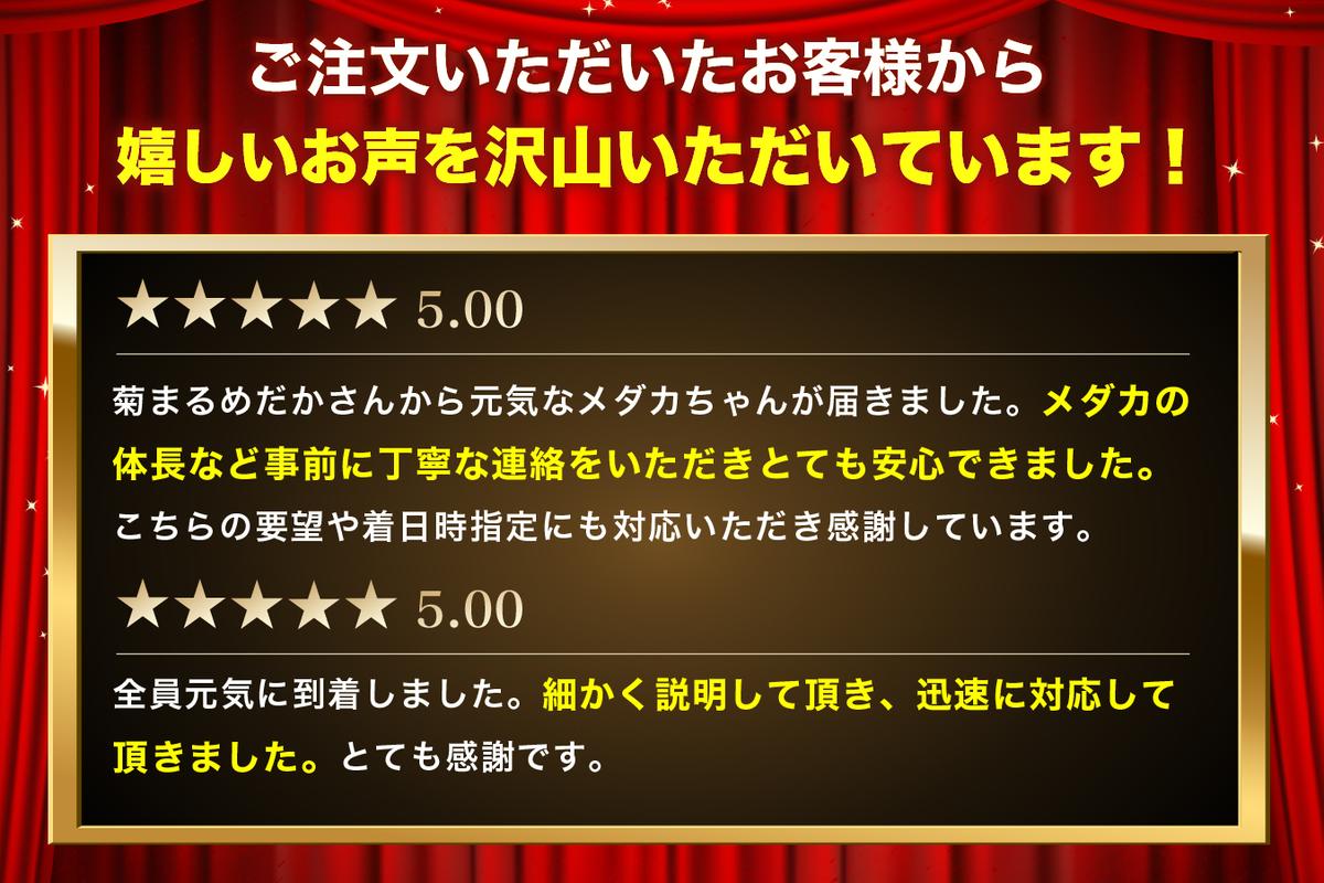 菊まるめだかの【イチオシめだか３種セット】計24匹 生き物 メダカ お魚 ペット 