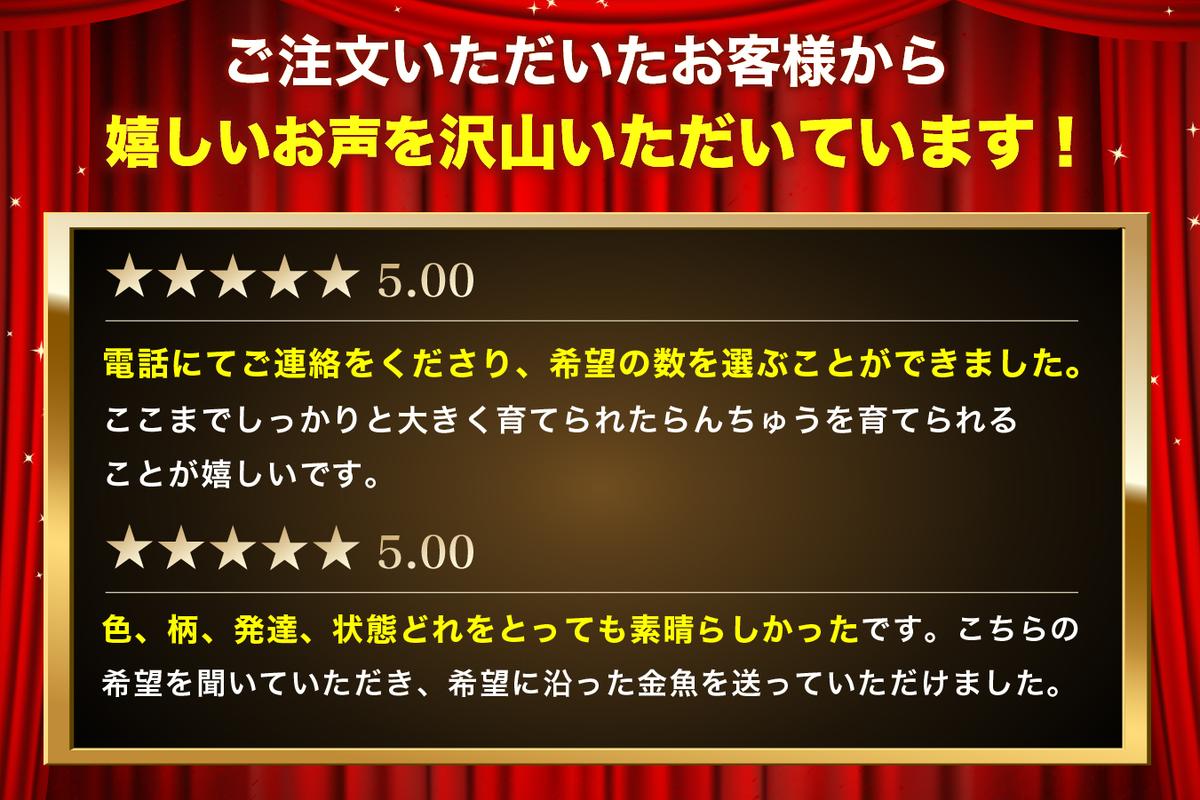金魚の王様【らんちゅう】（鑑賞・練習用） 生き物 