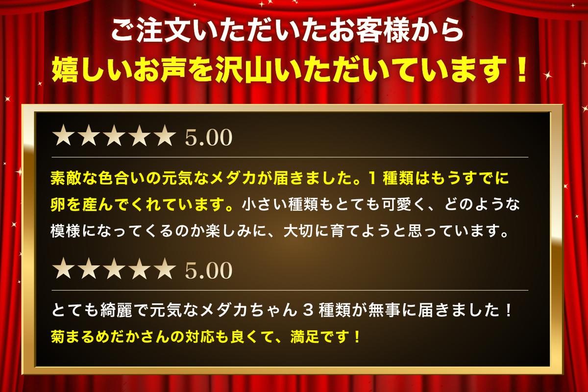 菊まるめだかの【超美人めだか３種セット】計24匹 生き物 メダカ お魚 ペット 