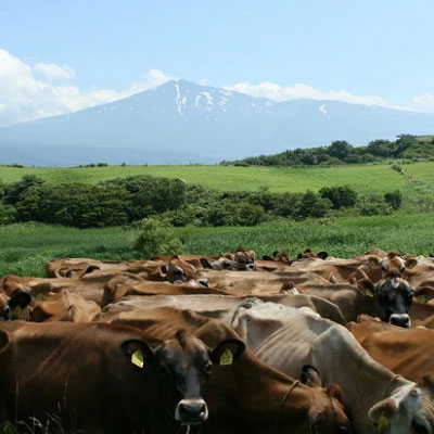 土田牧場 砂糖不使用 のむヨーグルト 900ml×2本 「生菌ヨーグルト」（飲む ヨーグルト 健康 栄養 豊富） 乳飲料 ドリンク ジャージー生菌ヨーグルト 飲むヨーグルト 乳製品 