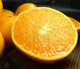 �y�a�̎R���L�c�S���󒬁zV7411_���Ƃ� �G�i ��2.8kg �a�̎R���L�c�Y �t�݂��� �t���k (�ʎ��T�C�Y���܂���)/�I�ɍ��������q��{��