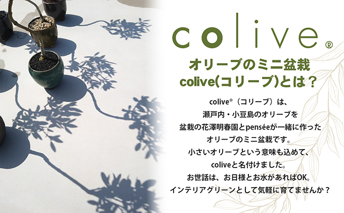 【 小豆島 】オリーブのミニ盆栽 olive（ コリーブ ） 植物 観葉植物 オリーブ 盆栽 ミニ インテリア コンパクト 香川 香川県 土庄 土庄町
