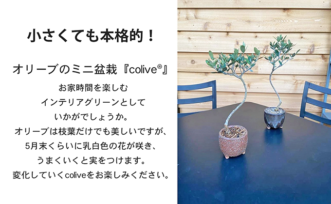 【 小豆島 】オリーブのミニ盆栽 olive（ コリーブ ） 植物 観葉植物 オリーブ 盆栽 ミニ インテリア コンパクト 香川 香川県 土庄 土庄町