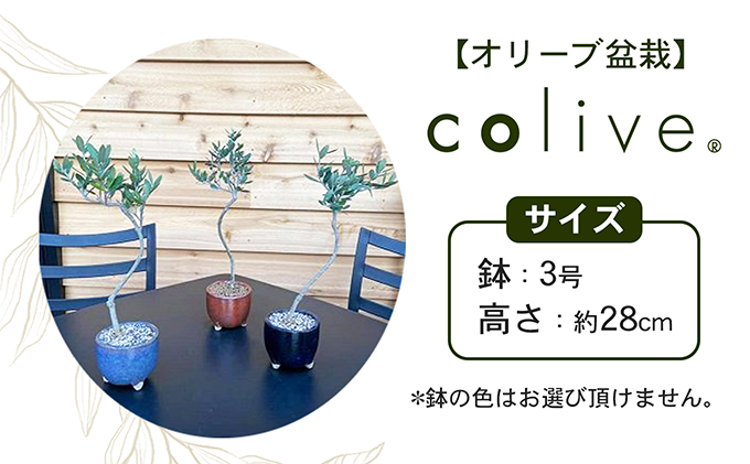 【 小豆島 】オリーブのミニ盆栽 olive（ コリーブ ） 植物 観葉植物 オリーブ 盆栽 ミニ インテリア コンパクト 香川 香川県 土庄 土庄町