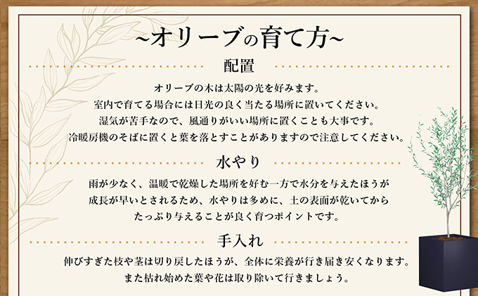 【 小豆島 】オリーブのミニ盆栽 olive（ コリーブ ） 植物 観葉植物 オリーブ 盆栽 ミニ インテリア コンパクト 香川 香川県 土庄 土庄町