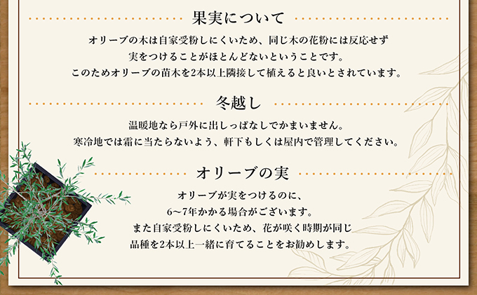 【 小豆島 】オリーブのミニ盆栽 olive（ コリーブ ） 植物 観葉植物 オリーブ 盆栽 ミニ インテリア コンパクト 香川 香川県 土庄 土庄町