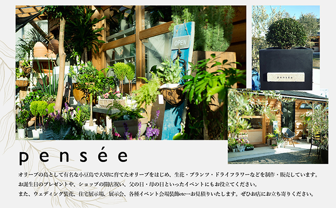 【 小豆島 】オリーブのミニ盆栽 olive（ コリーブ ） 植物 観葉植物 オリーブ 盆栽 ミニ インテリア コンパクト 香川 香川県 土庄 土庄町