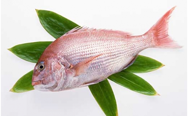 KYF009　高知産「真鯛」炊込みの素250g　3合炊込み用タレ付