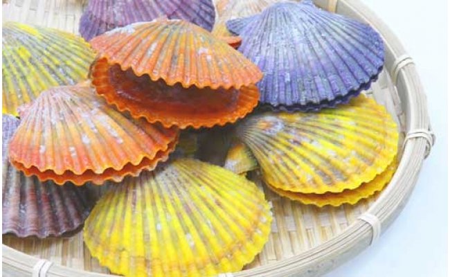 KYF013　長太郎貝（ヒオウギガイ）１０個入