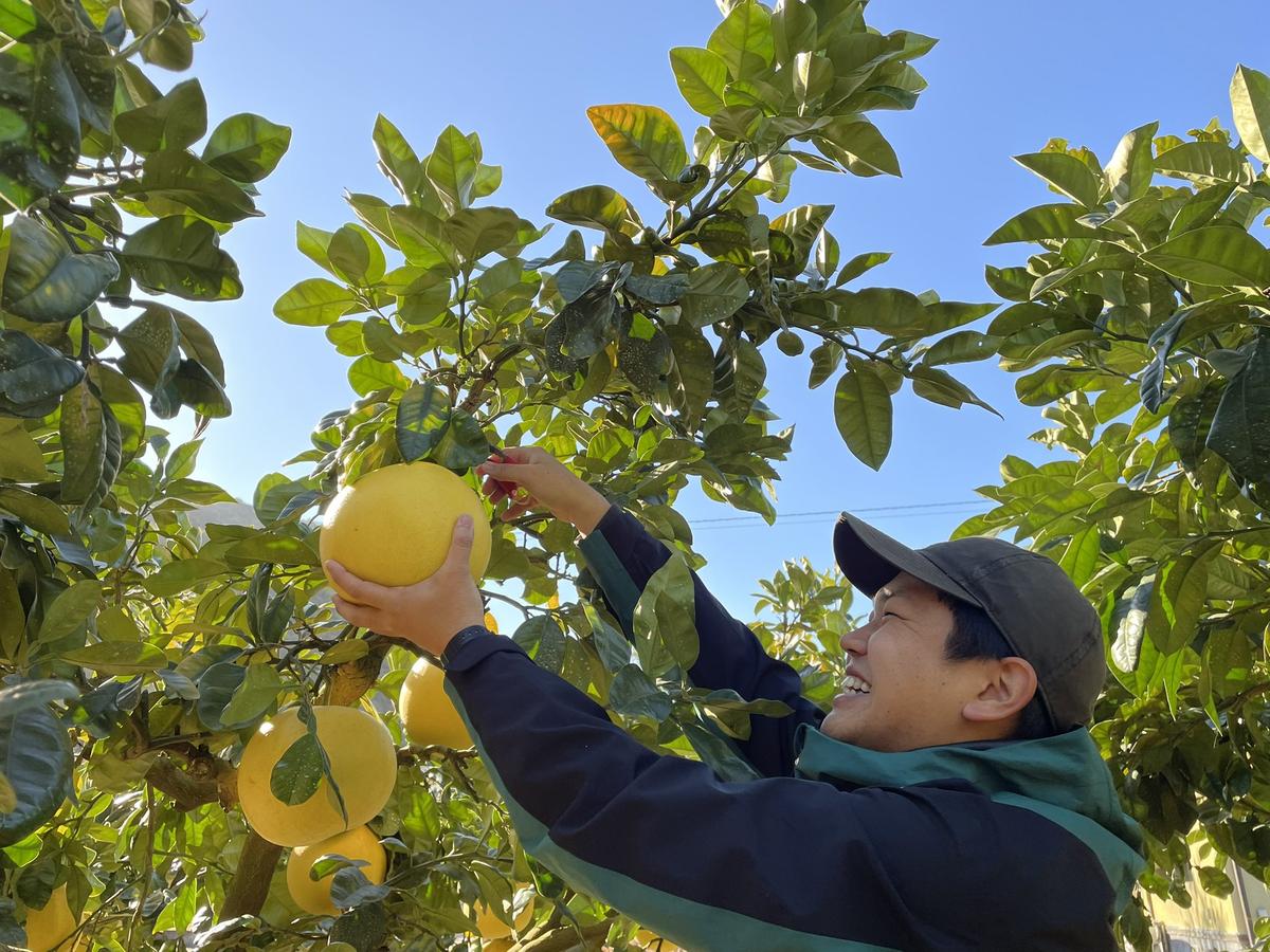 熊本県八代市のふるさと納税 【先行予約】【訳あり】 晩白柚 Lサイズ2玉 柑橘 みかん 果物 フルーツ 熊本県産 ばんぺいゆ 特産品 【2025年12月上旬より順次発送】