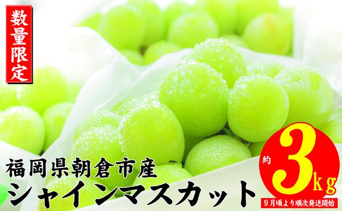 シャインマスカット 2025年発送 約3kg 大粒 フルーツ ブドウ シャインマスカット 2025年発送 約3kg 大粒 フルーツ ブドウ