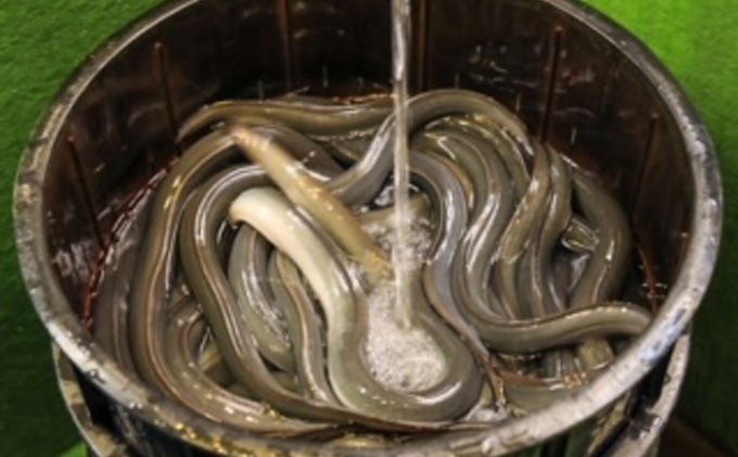 「いなりや」食事券　5000円【食事券、岐阜県海津市、旅行、観光、うなぎ、ウナギ、レストラン】 お食事券 チケット うなぎ屋 店内飲食 テイクアウト 飲食店 和食 お出かけ ウナギ料理 ご飯屋さん 