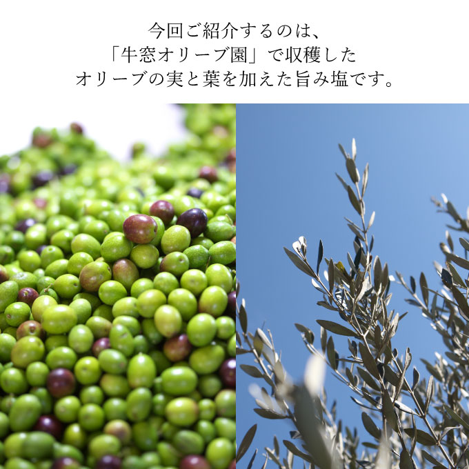 赤屋根オリーブの実と葉入り旨み塩2本セット 調味料 食塩 瀬戸内産塩 爽やかな香り 少しの苦味 オリーブポリフェノール 11.1％減塩 天ぷら プチギフト 