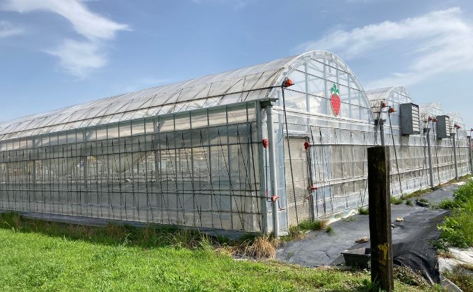 ストロベリーノ下田いちご狩り券1名様（スタンダードプラン） 体験チケット チケット 