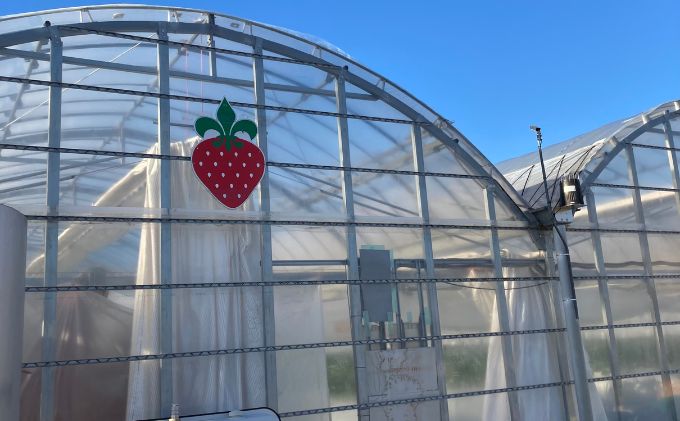 ストロベリーノ下田いちご狩り券1名様（スタンダードプラン） 体験チケット チケット 