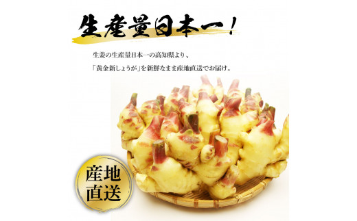 SNS004　高知県産ハウス黄金新しょうが4kg - しょうが ショウガ 生姜 坂田信夫商店 新生姜 新鮮  黄金しょうが 高知 国産 生姜焼き しょうが湯 ふるさとのうぜい 故郷納税 16000円 返礼品