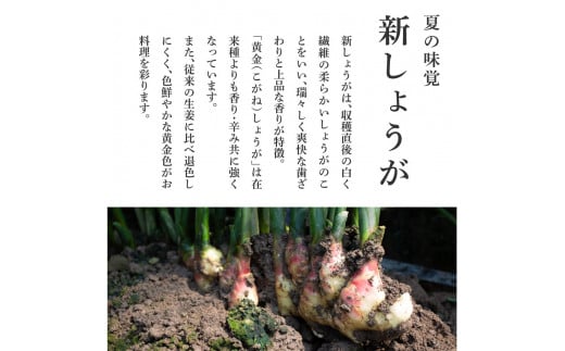 SNS004　高知県産ハウス黄金新しょうが4kg - しょうが ショウガ 生姜 坂田信夫商店 新生姜 新鮮  黄金しょうが 高知 国産 生姜焼き しょうが湯 ふるさとのうぜい 故郷納税 16000円 返礼品