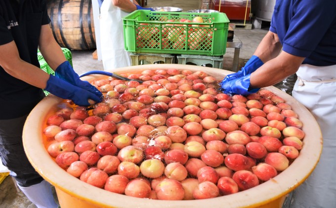 リキュール 桃楽園 500ml お酒 洋酒 香り豊か 採れたて白桃100％使用 本格米焼酎仕込み 芳醇な香り まろやか 爽やか 桃リキュール 