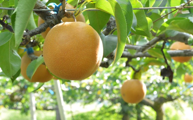リキュール 梨幸園 500ml お酒 洋酒 晩酌 家飲み 宅飲み 芳醇 飲み口さっぱり 幸水 香り豊か 梨の風味 梨リキュール フルーツリキュール 