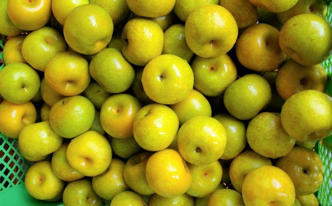 リキュール 梨幸園 500ml お酒 洋酒 晩酌 家飲み 宅飲み 芳醇 飲み口さっぱり 幸水 香り豊か 梨の風味 梨リキュール フルーツリキュール 