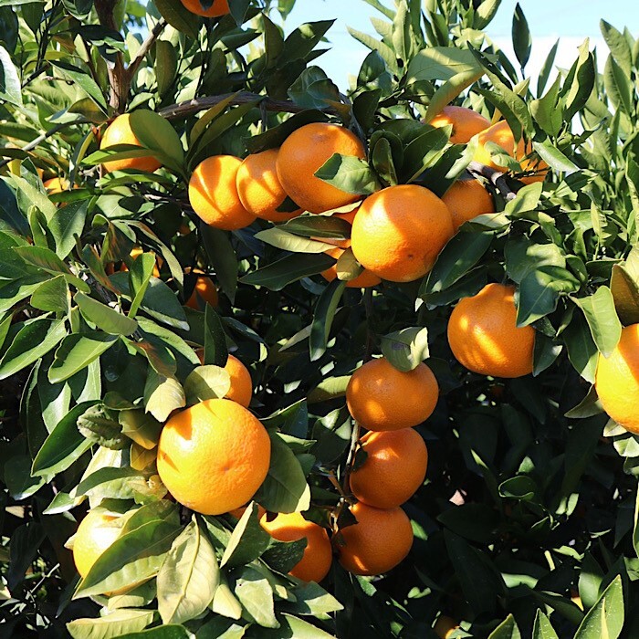 湯浅産 田村みかん 5kg（サイズおまかせ） ※2025年11月下旬～2026年1月下旬頃に順次発送予定 ※北海道・沖縄・離島への配送不可