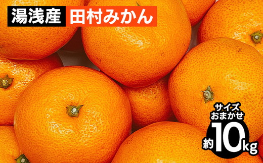 湯浅産 田村みかん 10kg（サイズおまかせ） ※2025年11月下旬～2026年1月下旬頃に順次発送予定 ※北海道・沖縄・離島への配送不可