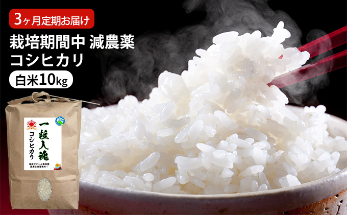 栽培期間中 減農薬コシヒカリ 白米10kg 3ヶ月定期お届け お米ブランド米 精米 ご飯 おにぎり お弁当 和食 福井県認証特別栽培米 粘り 香り 旨み つや 