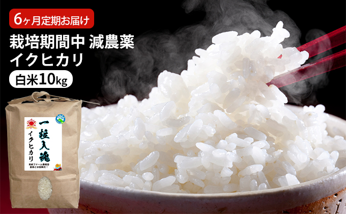 栽培期間中 減農薬イクヒカリ 白米10kg 6ヶ月定期お届け お米ブランド米 精米 ご飯 おにぎり お弁当 和食 福井県認証特別栽培米 冷めても美味しい 
