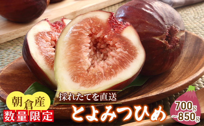 いちじく とよみつひめ 700g～850g 朝倉産 配送不可 北海道 東北 沖縄 離島 果物 フルーツ 上品な甘さ とろける 皮ごと 食べやすい 大粒 贈答品 