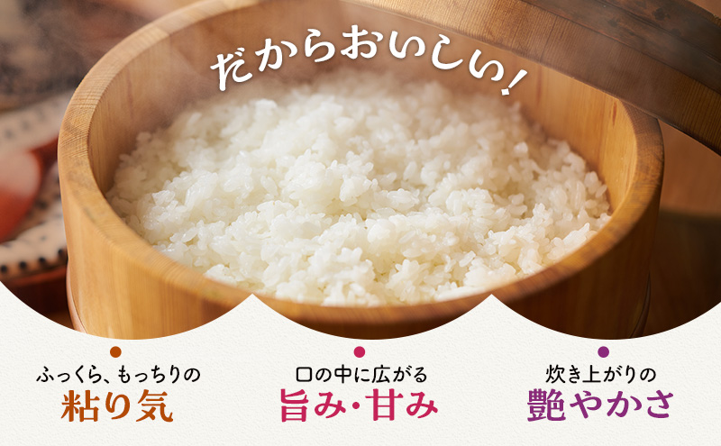 【令和5年福井県若狭町産】コシヒカリ（1等米）精米10kg お米ブランド米 白米 ご飯 おにぎり お弁当 和食 粘り もちもち 甘み 安心 安全