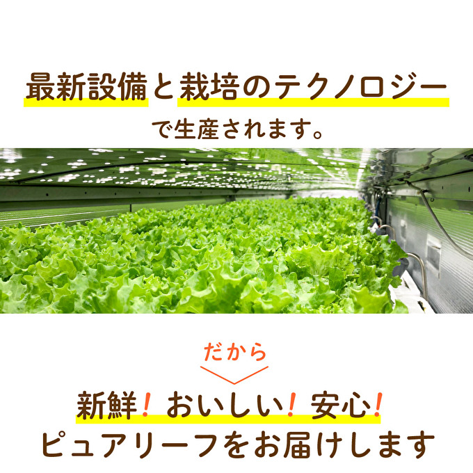 レタス ピュアリーフ 4個入り  リーフレタス 栽培期間中 無農薬 野菜 季節の野菜 旬の野菜 新鮮 サラダ 付け合わせ  最新植物工場レタス