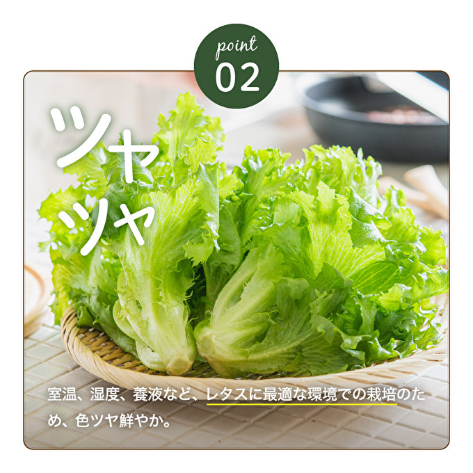 レタス ピュアリーフ 4個入り  リーフレタス 栽培期間中 無農薬 野菜 季節の野菜 旬の野菜 新鮮 サラダ 付け合わせ  最新植物工場レタス