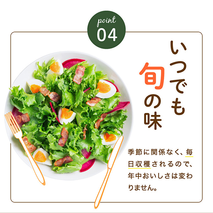 レタス ピュアリーフ 4個入り  リーフレタス 栽培期間中 無農薬 野菜 季節の野菜 旬の野菜 新鮮 サラダ 付け合わせ  最新植物工場レタス