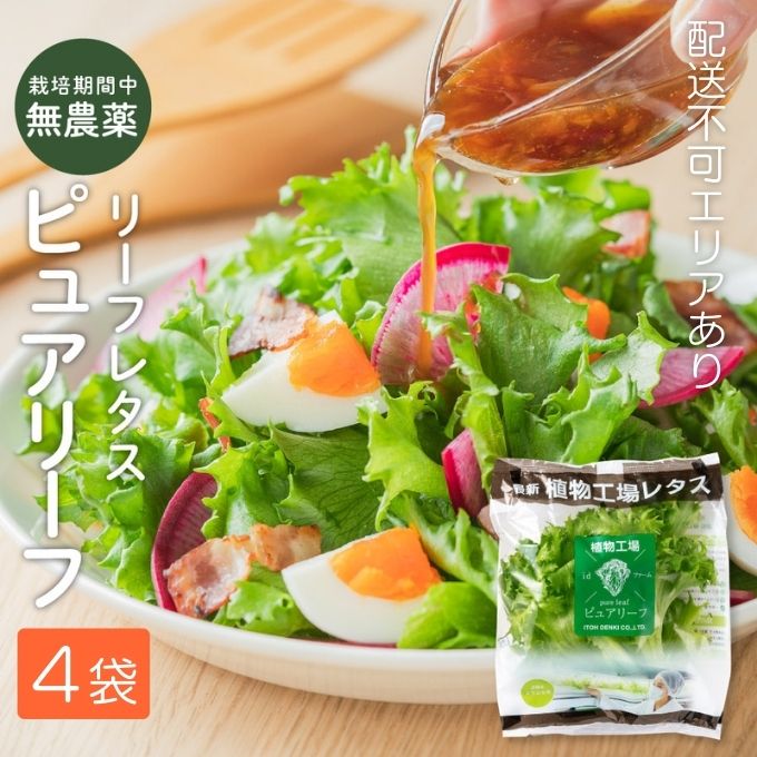 レタス ピュアリーフ 4個入り リーフレタス 栽培期間中 無農薬