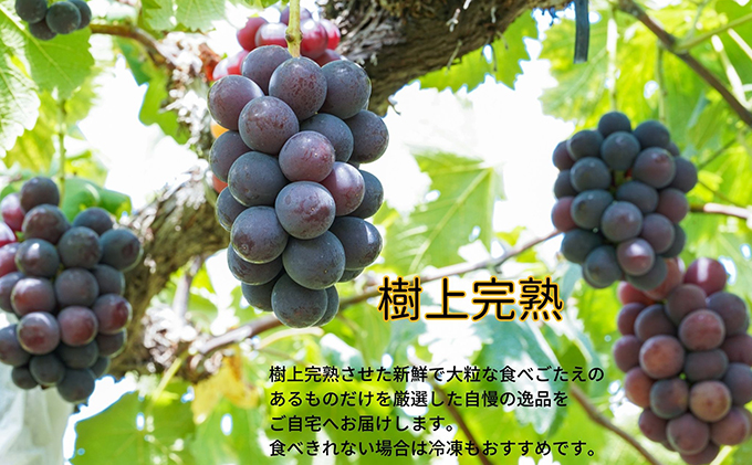 厳選 ニューピオーネ 2房 合計1.0kg以上 産地直送 朝採れ ぶどう 葡萄 Kawahara Green Farm 岡山県産 2026年 果物 フルーツ 酸味 さっぱり 食べやすい 人気 甘い 美味しい 