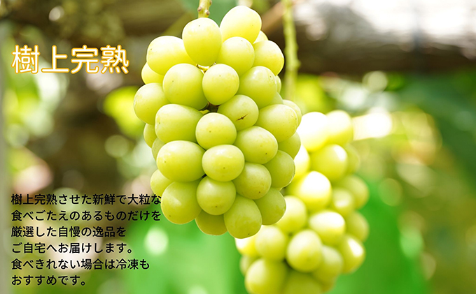 厳選 シャインマスカット・ニューピオーネ 2～3房 合計1.5kg以上 詰合せ 産地直送 朝採れ ぶどう 葡萄 Kawahara Green Farm 岡山県産 2026年 果物 フルーツ ジューシー 大粒 人気 甘い 美味しい 