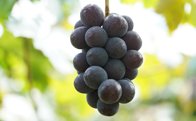 厳選 ニューピオーネ 2房 合計1.0kg以上 産地直送 朝採れ ぶどう 葡萄 Kawahara Green Farm 岡山県産 2026年 果物 フルーツ 甘味 酸味 さっぱり 大粒 種なし 人気 甘い 