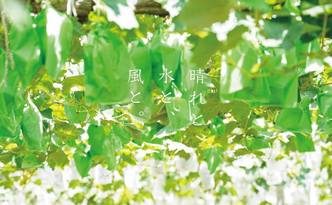 厳選 ニューピオーネ 2房 合計1.0kg以上 産地直送 朝採れ ぶどう 葡萄 Kawahara Green Farm 岡山県産 2026年 果物 フルーツ 甘味 酸味 さっぱり 大粒 種なし 人気 甘い 