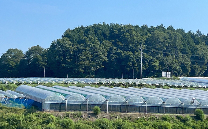 厳選 ニューピオーネ 2房 合計1.0kg以上 産地直送 朝採れ ぶどう 葡萄 Kawahara Green Farm 岡山県産 2026年 果物 フルーツ 甘味 酸味 さっぱり 大粒 種なし 人気 甘い 