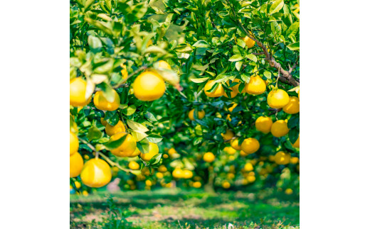 【日本ギフト大賞2024受賞】先行予約 園主こだわり土佐文旦 【10kg】特大4L 2026年1月下旬より順次発送 ぶんたん ブンタン 柑橘 フルーツ 果物 家庭用 お取り寄せ 土佐 高知 やの一果彩